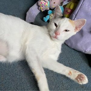 Meet your Posher, Coco